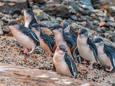 Blue Penguin Colony